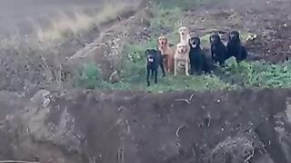 Brilliant Dogs. Check out the Video!!