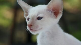 Cute Siamese Kittens Playing