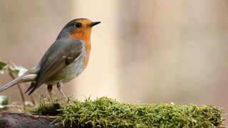 Animal World Sounds