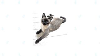 Siamese Cat vs Balinese Cat