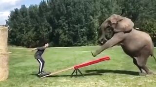 ANIMAL-TIKTOK-COMPILATION-REACTIONS-Tikt
