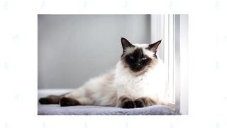 Balinese Cats 101 : Fun Facts And Myths
