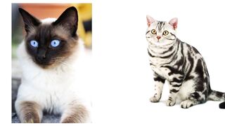 Snowshoe Cat 101: Breed And Personality