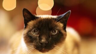 Siamese Cats 101: Fun Facts And Myths