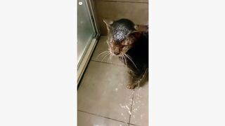 Best Lovely Cat Bathing Video In The  World