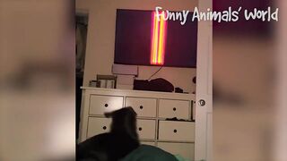 Funniest Cats And Dogs Videos ???? - Best Funny Animal Videos 2022 ????