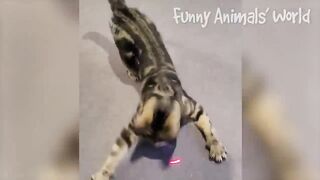 Funniest Cats And Dogs Videos ???? - Best Funny Animal Videos 2022 ????