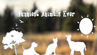 Funniest Animals ???? - Best Of The 2022 Funny Animal Videos ???? - Cutest Animals Ever