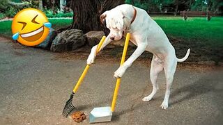 Funny Dogs And Cats Videos 2022 ???????? - Best Animal Videos Of The Month ???? #1