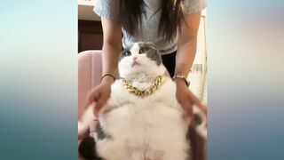 funny cat and dog compilation