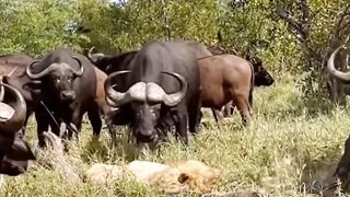 Battle between buffalo and lion