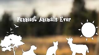 Funniest Animals ????