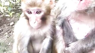 Funny monkey ????