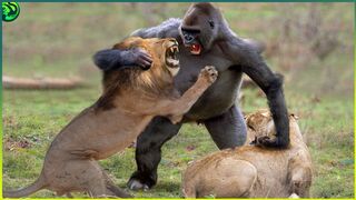 17-Most Battles between wild animals