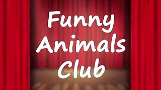 Funny Animals Video - Best Cats???? and Dogs???? Videos of the Week 2022!