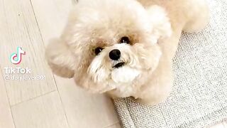 Cute dog (tiktok)