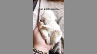 Rabbits