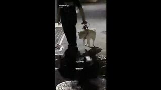 Cute Dog (TikTok)