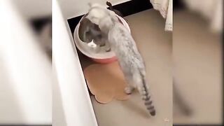 Baby Cute Cats and Funny Cats Tiktok Videos Compliments