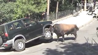 Damn Nature You Scary - Funny Scary Animal Encounters