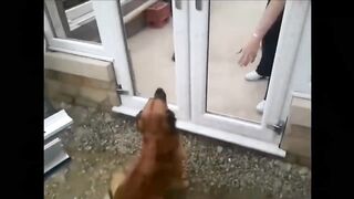 Funny animals