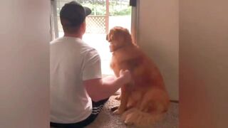 Cut and Funny Dogs