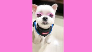 Cute Dog