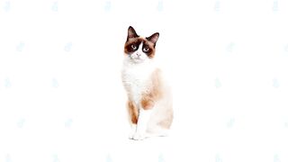 Snowshoe Cat Vs Siamese Cat
