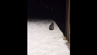 Cute cat and dog