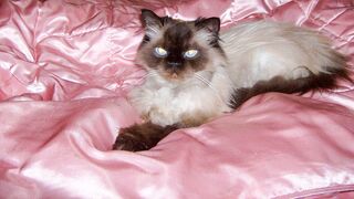 Siamese Cat Vs Himalayan Cat