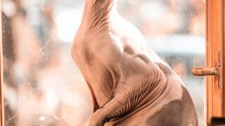 Sphynx Cat Vs Siamese Cat.
