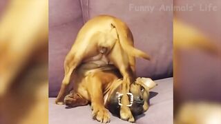 Fanny animales