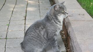 Siamese Cat Vs Manx Cat