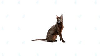 Havana Brown Cat Vs Siamese Cat