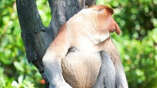 Proboscis monkey