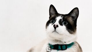 Snowshoe Cats 101: Fun Facts