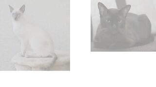 The Tonkinese Cat: Breeding And Personality