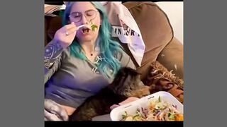 funny cat (tiktok)