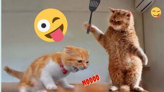 funny cats and dogs Video 2022 kitten cat