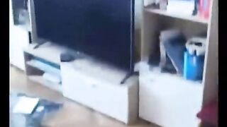 funny cat (tiktok)