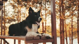 FUNNY DOGS
