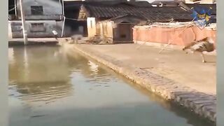 animal attack. 99% try very hard to not laugh. ????????
