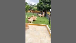 Funny Dogs (TikTok)