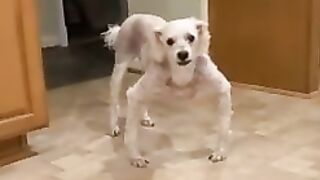 AWW Top Funny Cats And Dogs Video