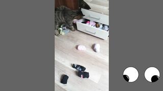 Funny cats (tiktok)