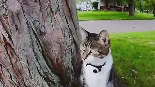 Cat adventure 3