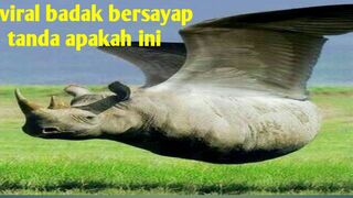 Agak lain ni burung