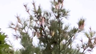 Cute chipmunk dropping pine cones in the lake ????️