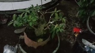 Bonsai bunot on proses