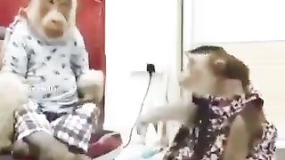 Funny monkey 10